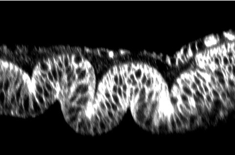 Faltenbildung in der Flügelanlage in Drosophila