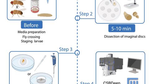 Protocol for long-term ex vivo cultivation and imaging of Drosophila imaginal discs