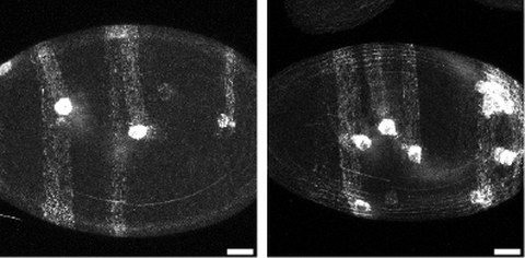 The WIRS motifs in Fat2 are required for Drosophila egg chamber rotation but not for elongation