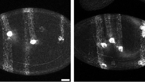 The WIRS motifs in Fat2 are required for Drosophila egg chamber rotation but not for elongation