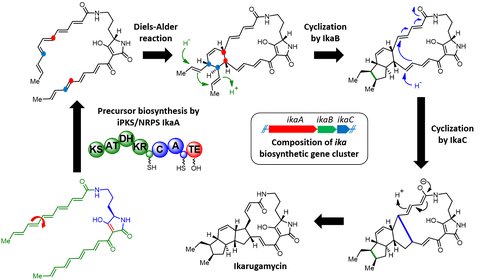 Ikarugamycin Biosynthesis