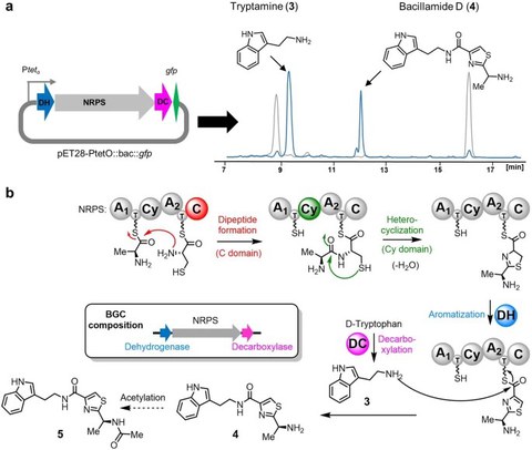 graphical abstract Max Hohmann