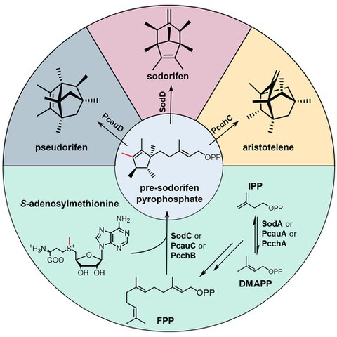 graphical abstract sodorifen