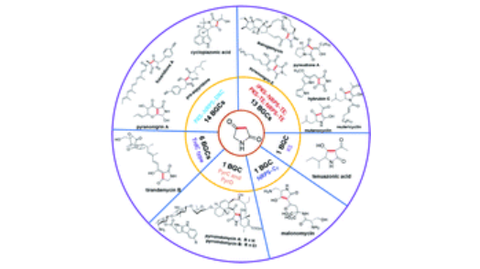 Tetramic Acids