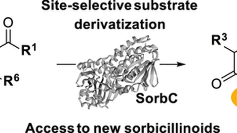 SorbC_ACSCatal_2022