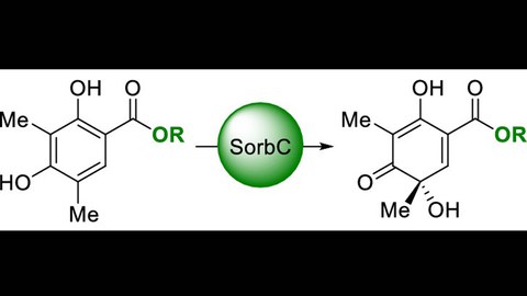 GraphicalAbstractOL2019SorbC