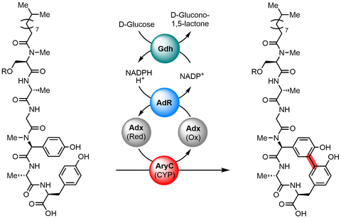 Arylomycin A2 Assembly