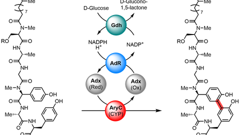 Arylomycin A2 Assembly