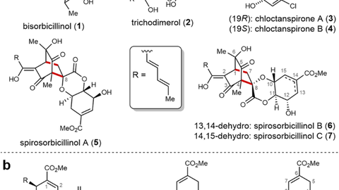 spirosorbicillinols paper