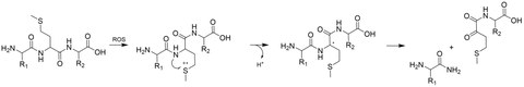 The picture shows the mechanism of alpha-amidation.