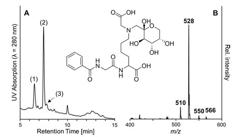 Man sieht Chromatogramme und Spektren von Hippuryl-Carboxymethylfructosyllysin.