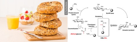 The picture shows some bagels on the left, and the formation mechanism of CML on the right.