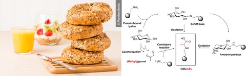 Das Bild zeigt links einige Bagels, rechts den Bildungsmechanismus von CML.