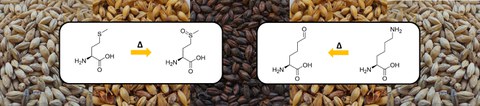 Das Bild zeigt verschieden gedarrte Malze mit Strukturformeln von Aminosäuren davor.