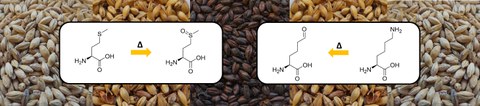 The picture shows differently kilned malts with structural formulas of amino acids in front of them.