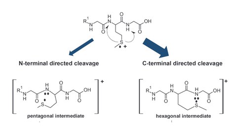 Man sieht einen Vorschlag für Strukturen der Intermediate des Peptidabbaus.