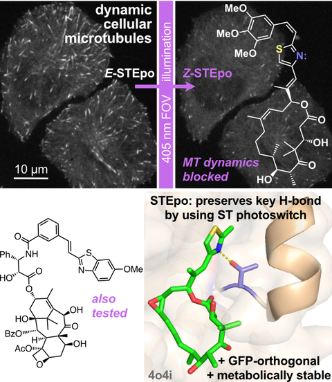 2022 Gao STEpo Epothilone Tubulin Photoswitch