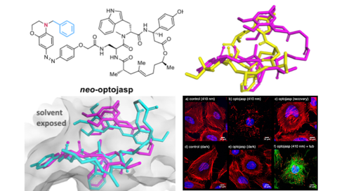 2022 Küllmer Neo-Optojasp Actin Photoswitches