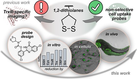 2022 Felber Dithiolanes Nonspecific Redox Behaviour