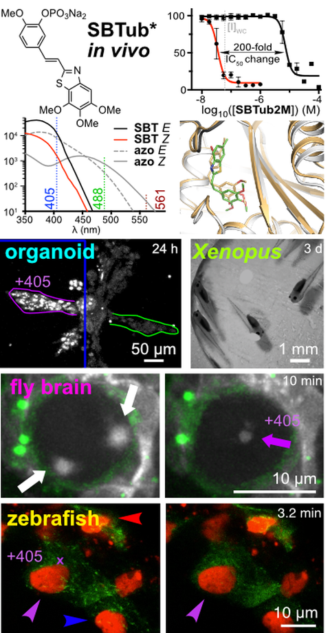 2022 Gao Tubulin SBT Photoswitches In Vivo