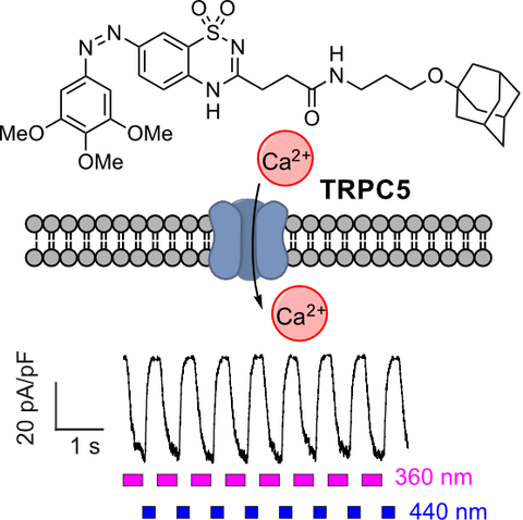 2022 Müller TRPC5 Photoswitch BTDAzo