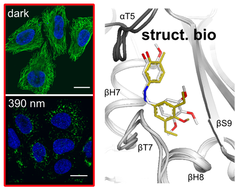 2023 Wranik Azocolchicinoid Structural Biology