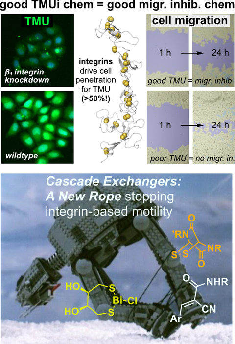 2023 Coelho Integrins and Cell Migration in Thiol-Mediated Uptake