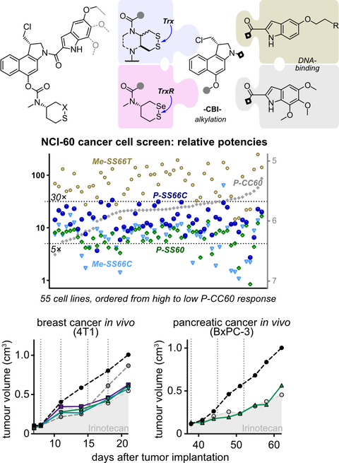 2023 Felber Duocarmycin Bioreduction Prodrugs