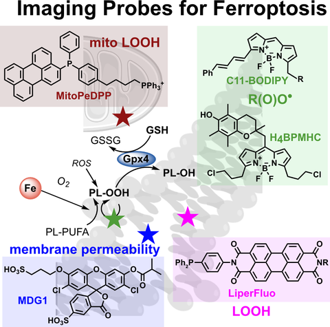 2024 Schmitt Ferroptosis Probes