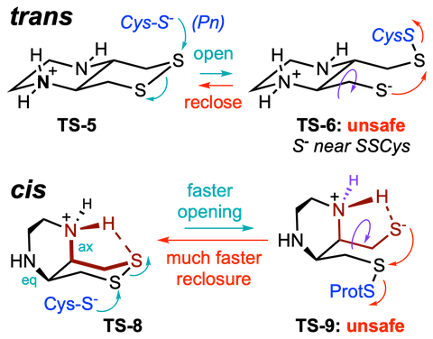 2024 Coelho RSeSR' Thiol-Mediated Uptake