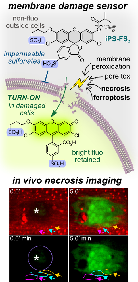 2024 Mauker Membrane Damage Fluorogenic Probes