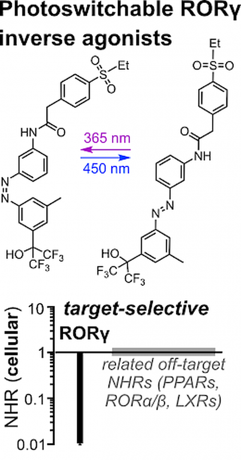 2024 Reynders RORγ Photoswitch