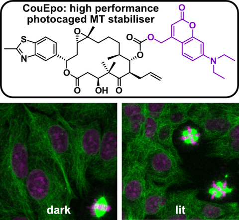 2024 Schmitt CouEpo Tubulin Photocontrol