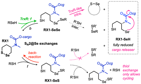 mechanistic basis for RSeSR' reactivity profile