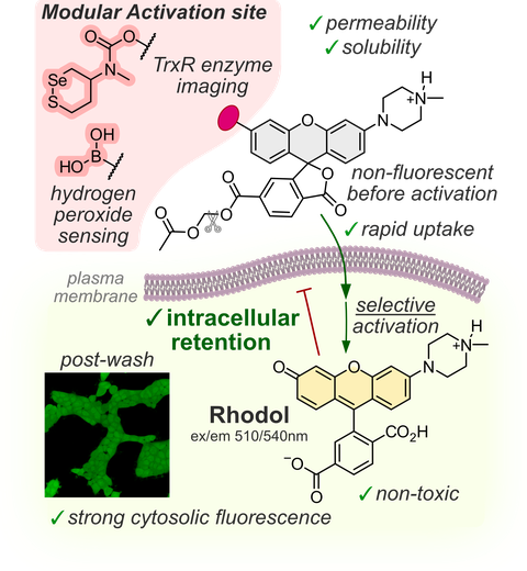 Cell Retention Probes