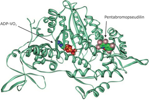 Myosinkomplex