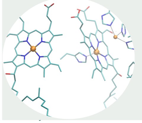 Aktive Zentren der Cytochrom C Oxidase