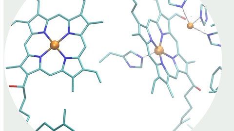 Aktive Zentren der Cytochrom C Oxidase