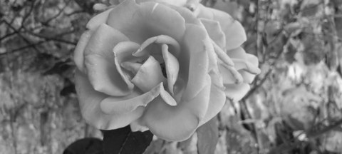 Trauer_Rose.jpg