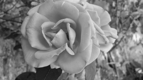 Trauer_Rose.jpg