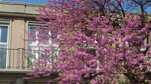 blühender Baum vor Willersbau