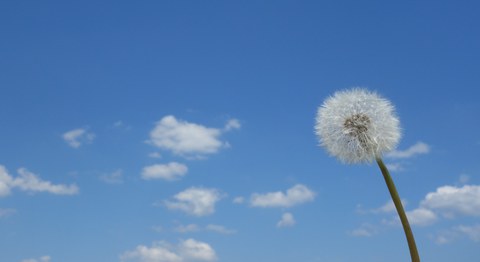 Bild mit einer Pusteblume