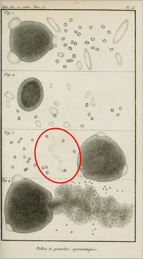 The observation of a real "Brownian path" due to Brongniart (Annales des Sciences naturelles 15 (1828) 381-401; it pre-dates Robert Brown's paper). The picture shows in 640-fold magnification a pollen grain and its spermatic granules.