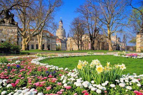 Das Foto zeigt eine mit Blumen bepflanzte Wiese in Dresden. Im Hintergrund erkennt man die Frauenkirche. 