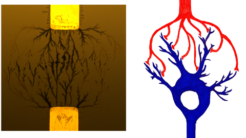 organic semiconductor network