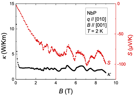 NbP thermal transport