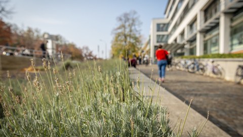 TU-Dresden-Campus, -Lavendelbeet am Aufgangzu einem modernen Gebäude im Herbst