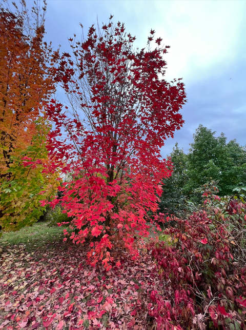 Bild von einem Herbstbaum
