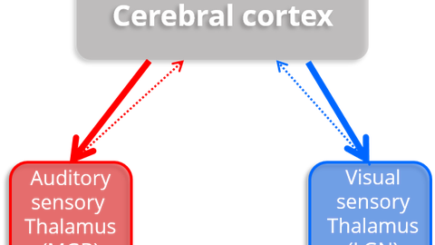 Schaubild: oben in der Mitte steht Cerebral Cortex, nach links unten und zurück zeigen Pfeile auf denm Begriff Auditory Sensory Thalamus. Von Cerebral Cortex zeigen nach unten rechts und zurück Pfeile auf den Begriff  Visual Sensory Thalamus