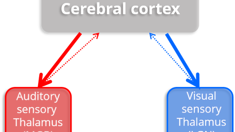 Schaubild: oben in der Mitte steht Cerebral Cortex, nach links unten und zurück zeigen Pfeile auf denm Begriff Auditory Sensory Thalamus. Von Cerebral Cortex zeigen nach unten rechts und zurück Pfeile auf den Begriff  Visual Sensory Thalamus